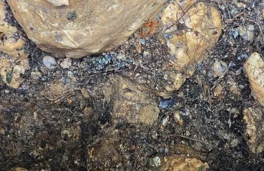 Canalisation ancienne dégagée dans une terre brune humide, entourée de pierres et de racines