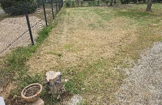 Pelouse de jardin partiellement jaunie et desséchée, avec une souche, une vasque en pierre et une clôture grillagée