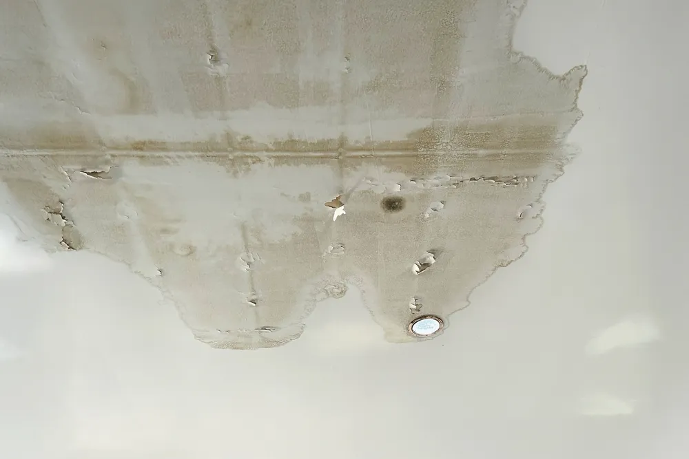 Plafond blanc marqué par une large tache d'humidité jaunâtre, avec de la peinture qui s'écaille et un spot encastré